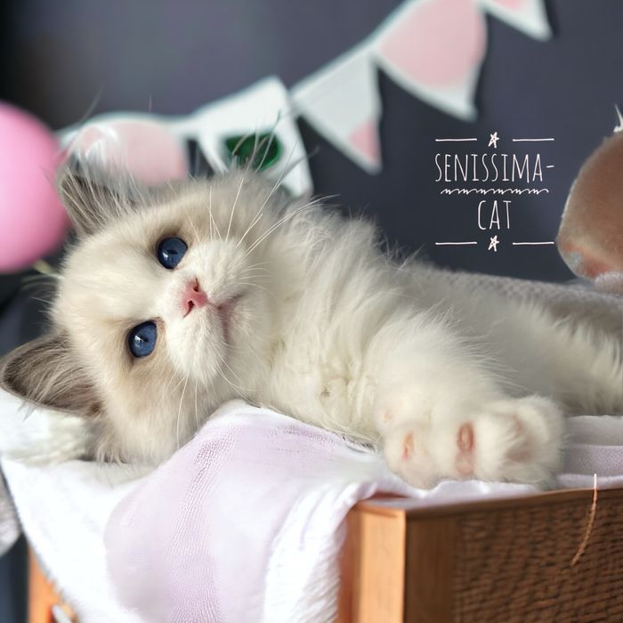 Ragdoll z rodowodem FPL