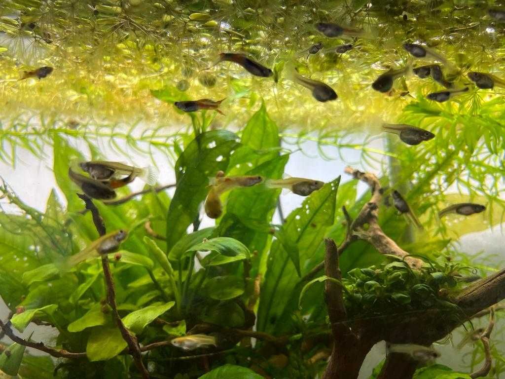 Guppys Endler 0,50€ - Alevins