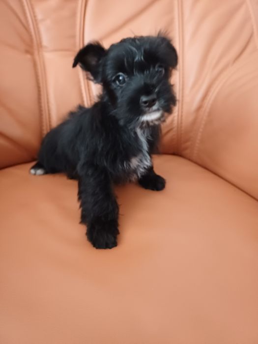York czarny black yorkshire terrier piesek
