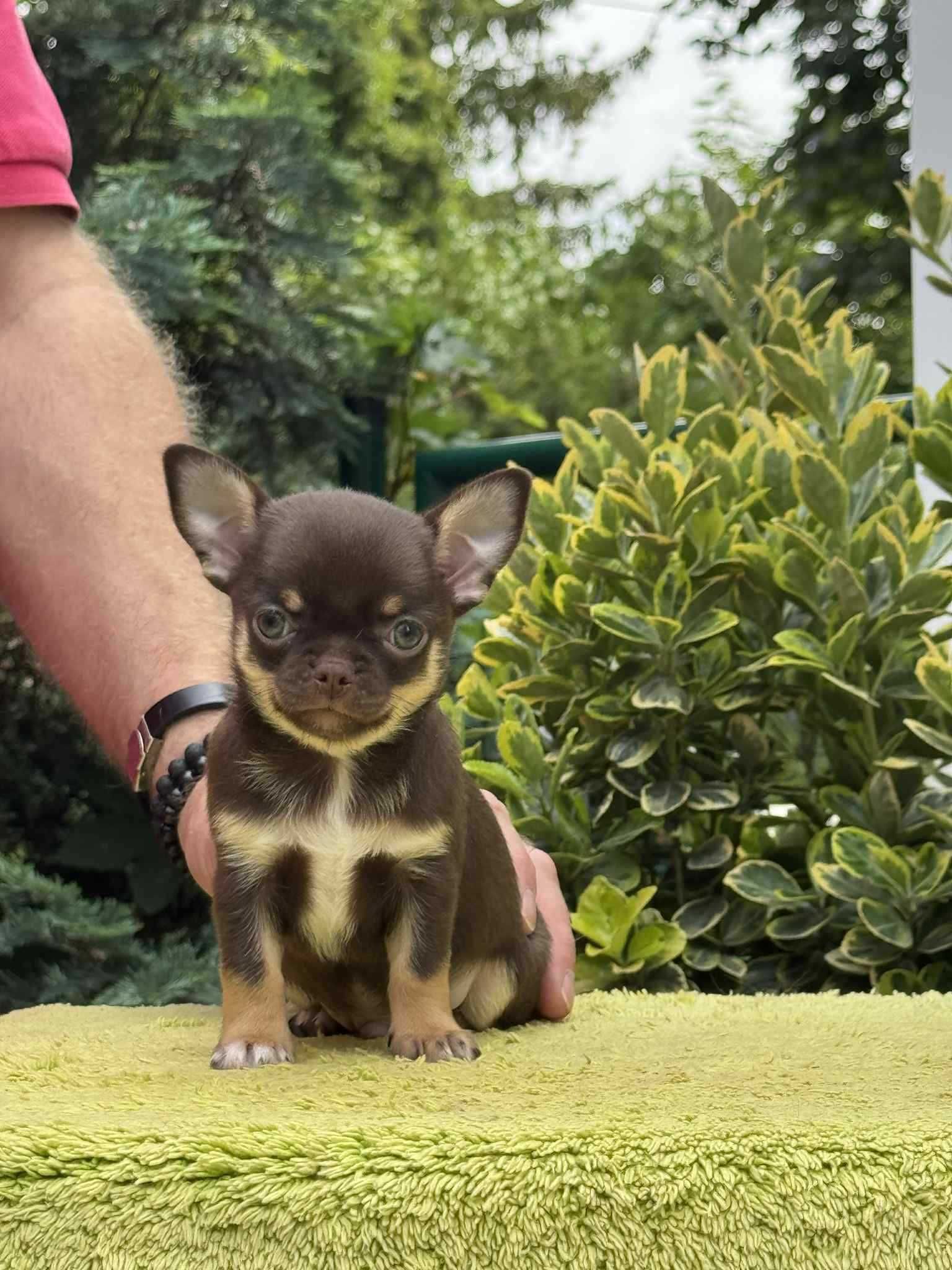 Chihuahua - Cudny krótkowłosy czekoladowy chłopczyk - ZKwP/FCI