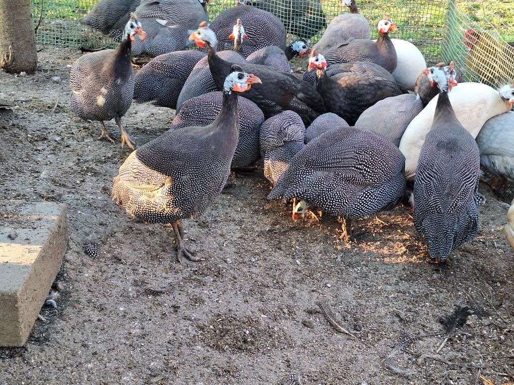 Jaja legowe,jajka perliczki ogolnej ,perliczek brojler indykow gesi.