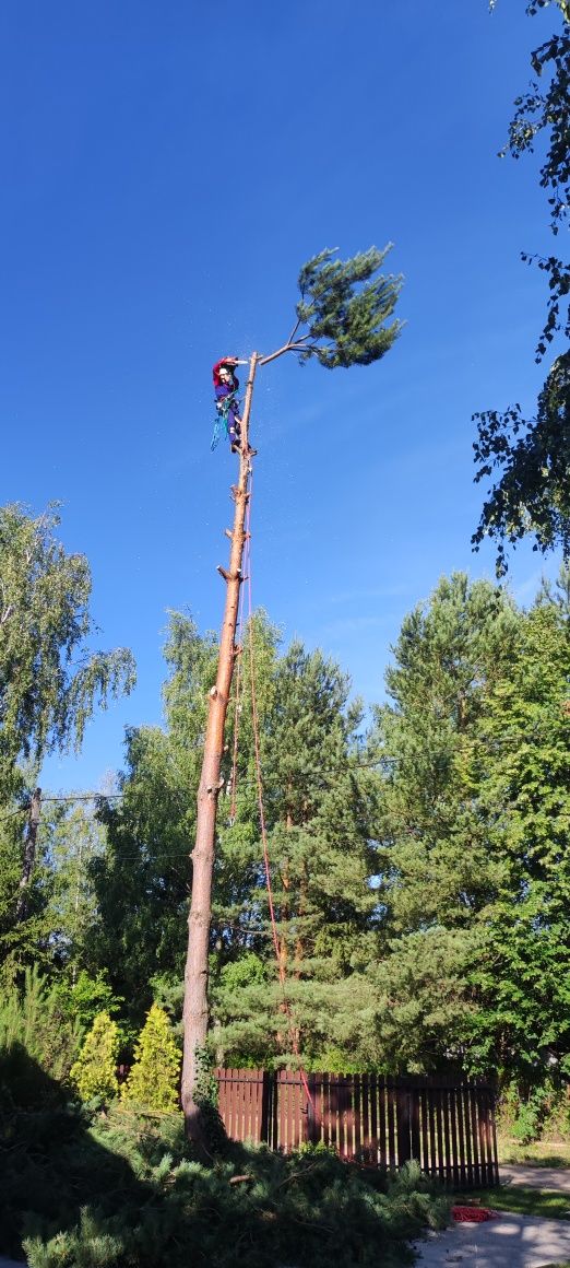 Wycinka drzew/alpinistycznie,zrąbkowanie,frezowanie pni, koszenie