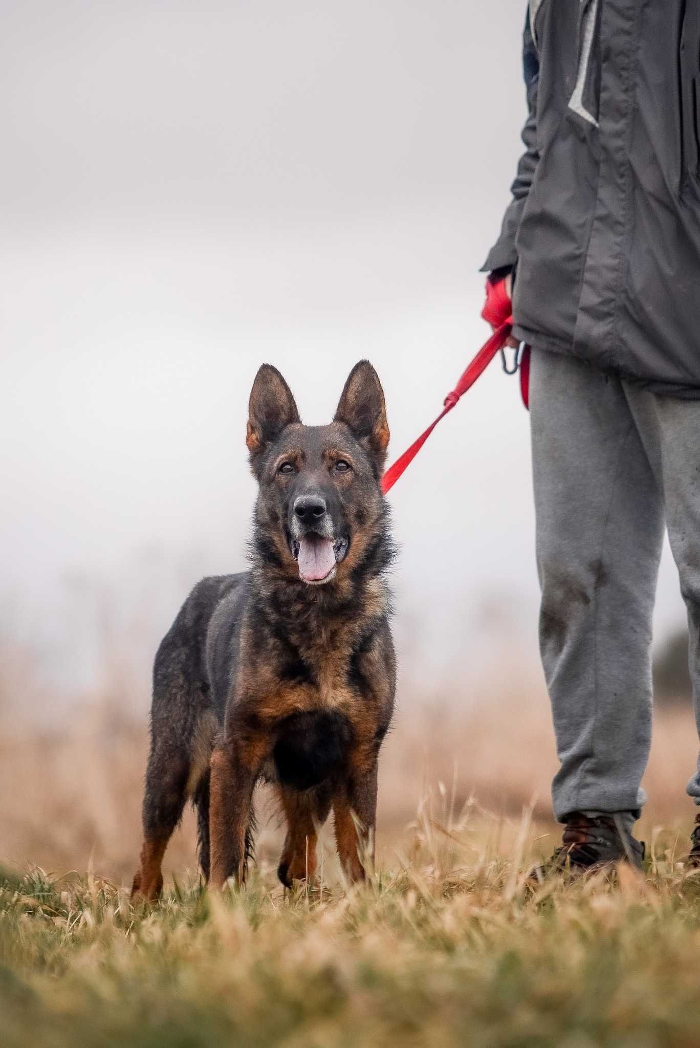 Pati - pozytywna, nastawiona na pracę, w typie owczarka - adopcja.