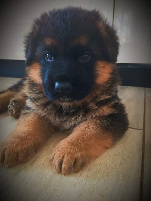 Німецька вівчарка — розумні та віддані цуценята