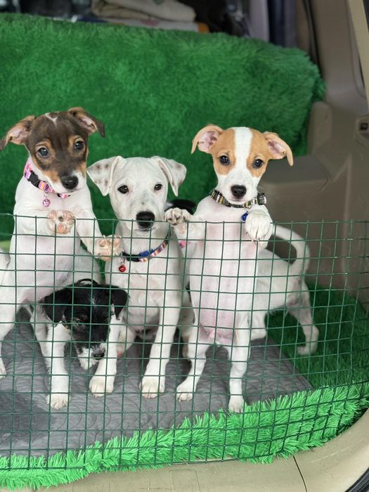 Чудесная детвора Одесская