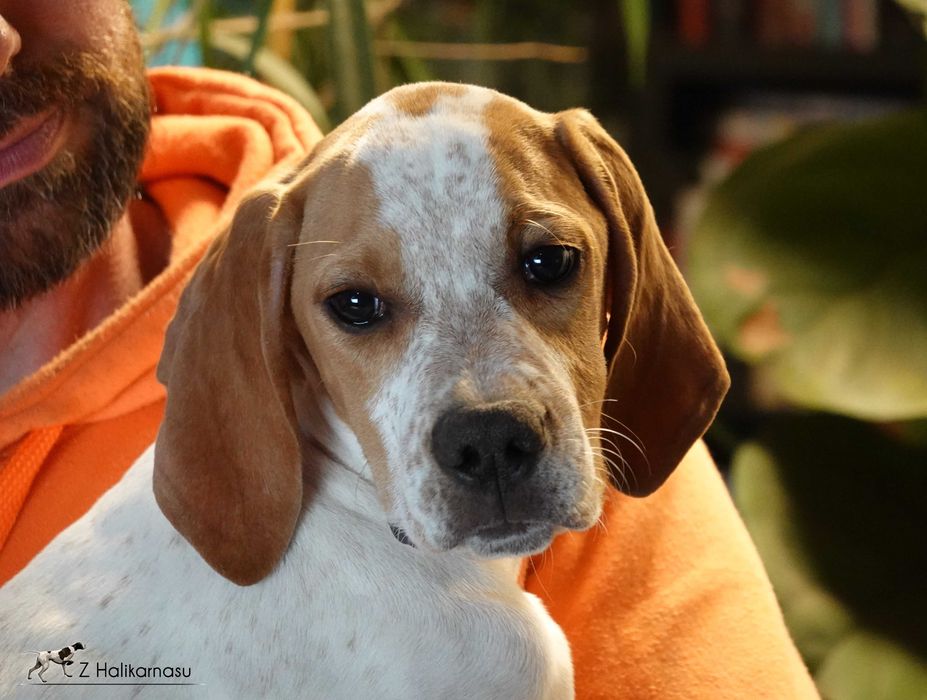 Pointer szczenię, suczka z hodowli ZKwP "z Halikarnasu FCI"