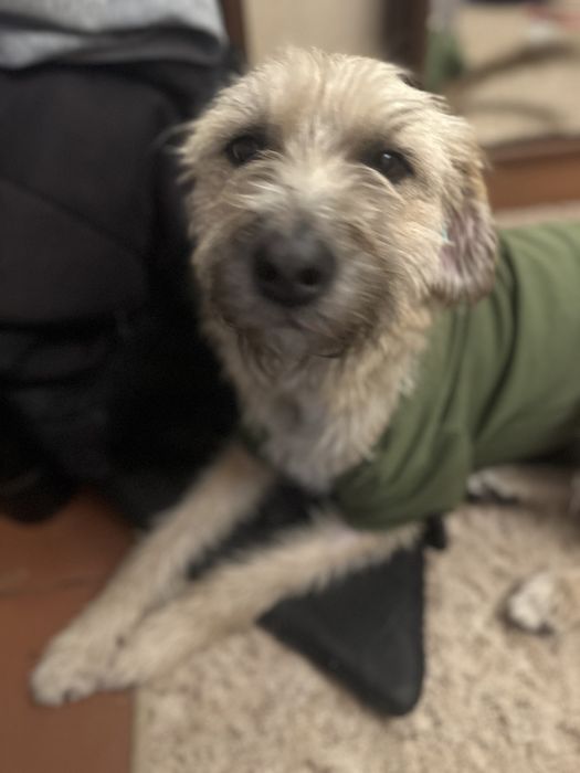 Прилаштовується собаня, буде справжнім другом