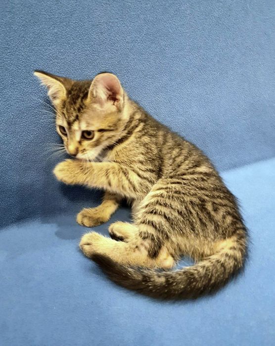 Маленькая полосатая котёнок девочка табби ищет дом! Котята в хорошие р
