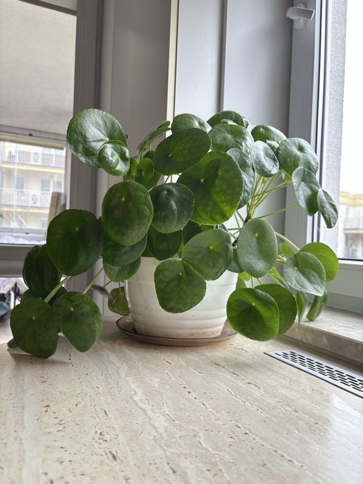 Pilea Kwiatek pieniazek