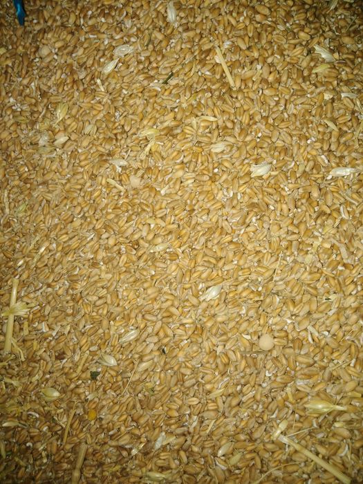 Продам зерно відходи пшениці