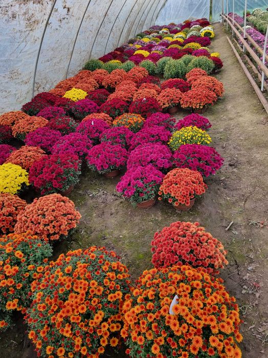 Chryzantemy doniczkowe drobnokwiatowe Producent transport
