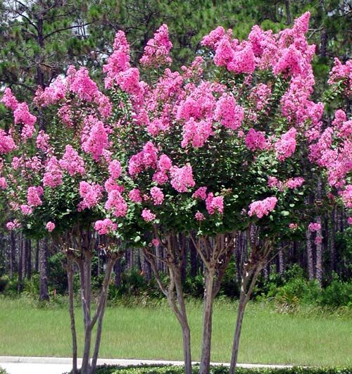 LAGERSTROEMIA - BEZ POŁUDNIA - sadzonki 50cm w doniczkach