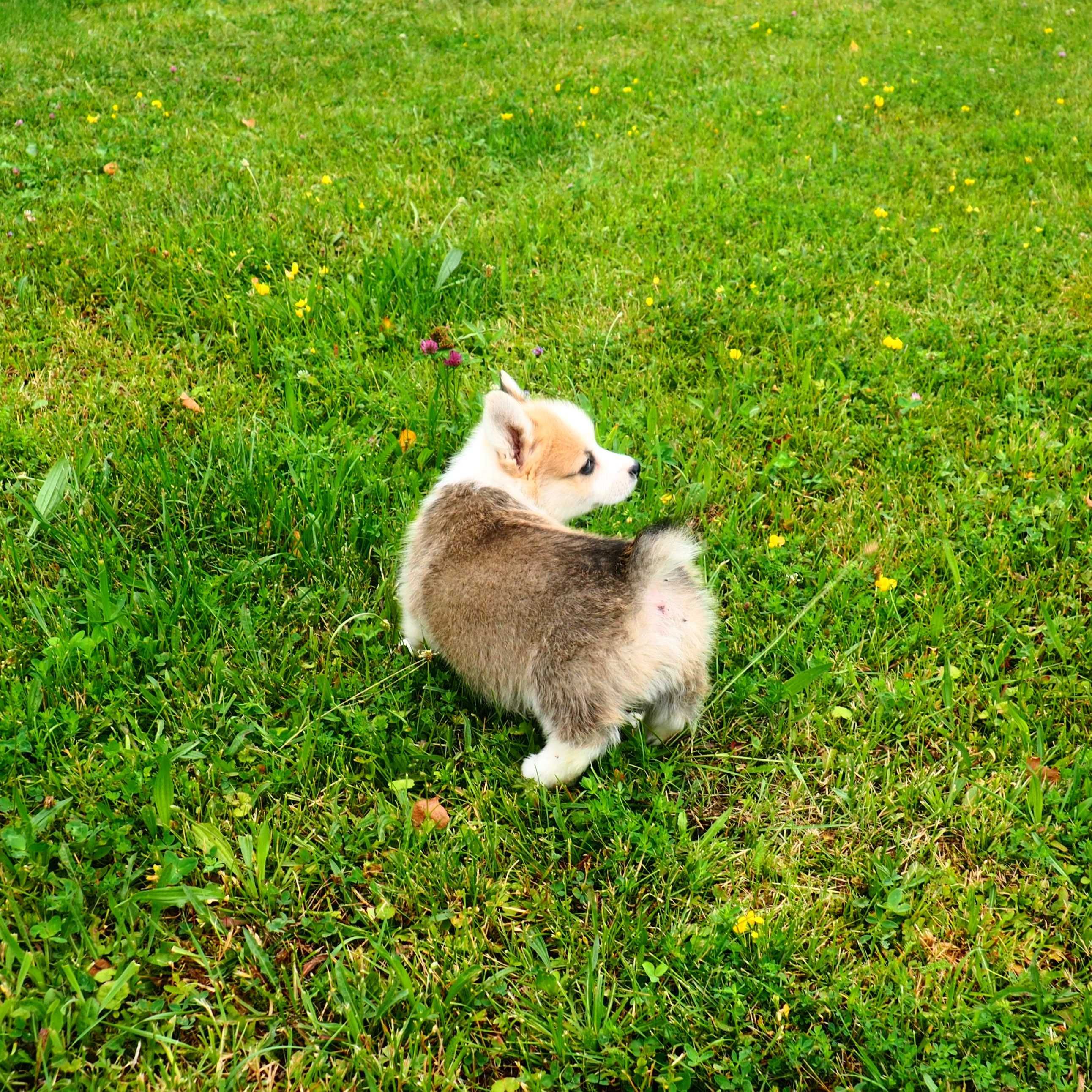 Welsh Corgi Pembroke piesek rudo- biały Natural Bobtail CHEDDAR
