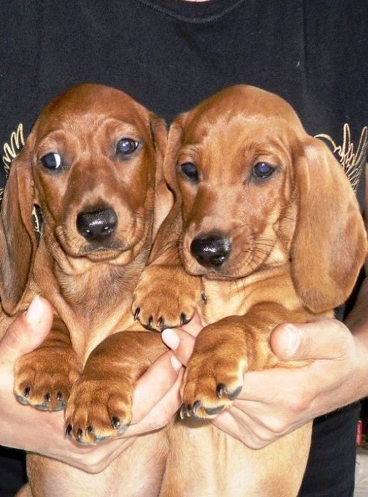 Jamnik minuaturowy ruda suczka - gotowa do odbioru