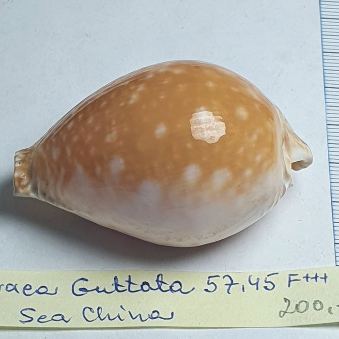 Cypraea Guttata 57,45 mm