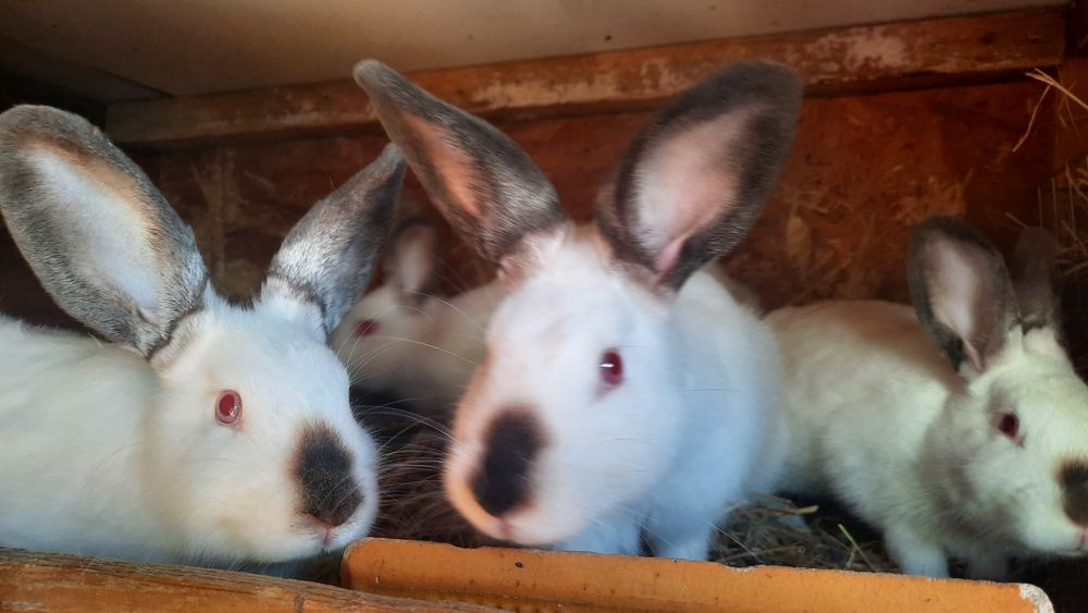 Króliki kalifornijskie