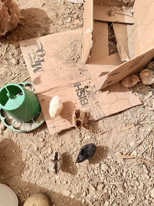 Aves capoeira pintos