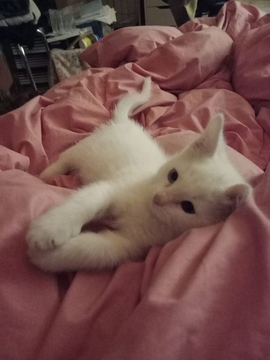 Kicia biała angora.