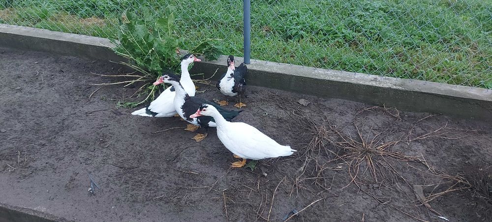 Kaczki francuskie piżmowe