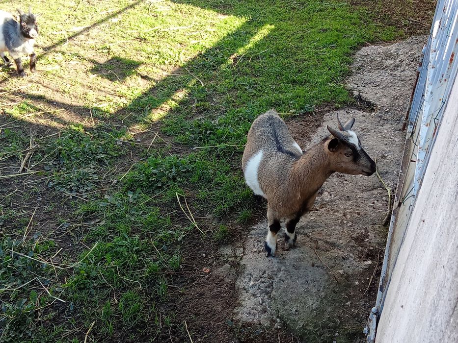 3 Cabras anas 2 chibus