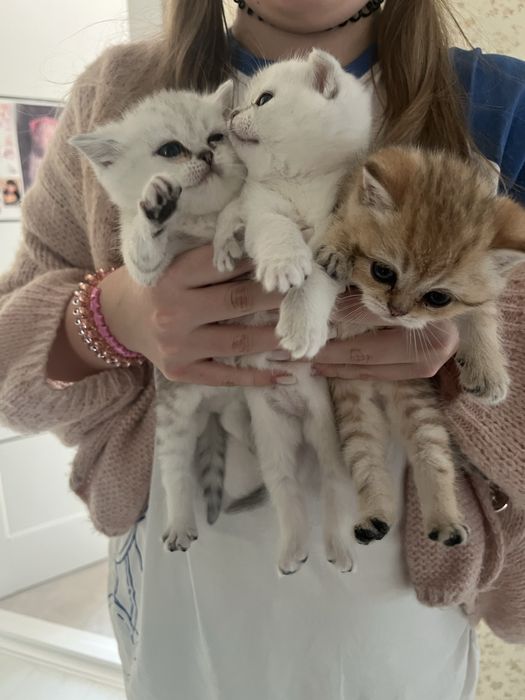 Кошенята сріблястої шиншили