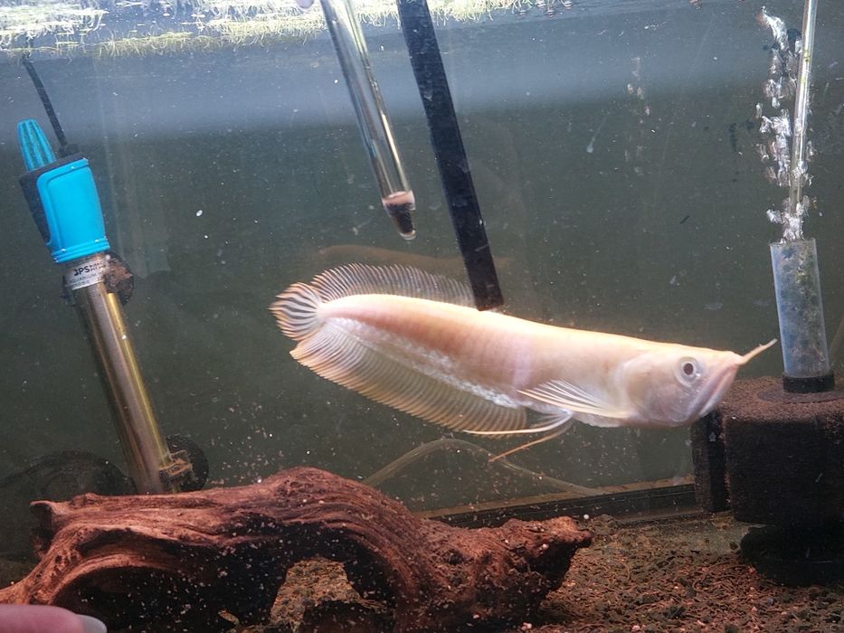 Arowana albina 30 cm