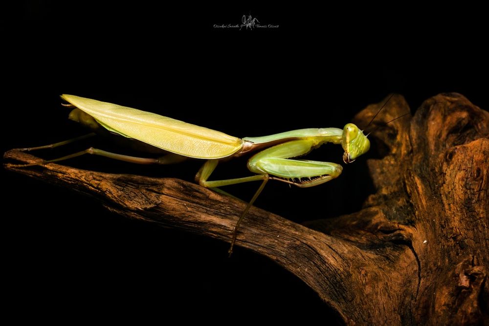 Modliszka Hierodula Venosa