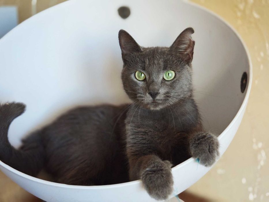 Милаша, 1 год, ищет дом — нежная кошечка с сердцем, полным любви!