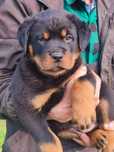 Rottweiler - przepiękny chłopczyk