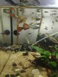 Guppies Variados