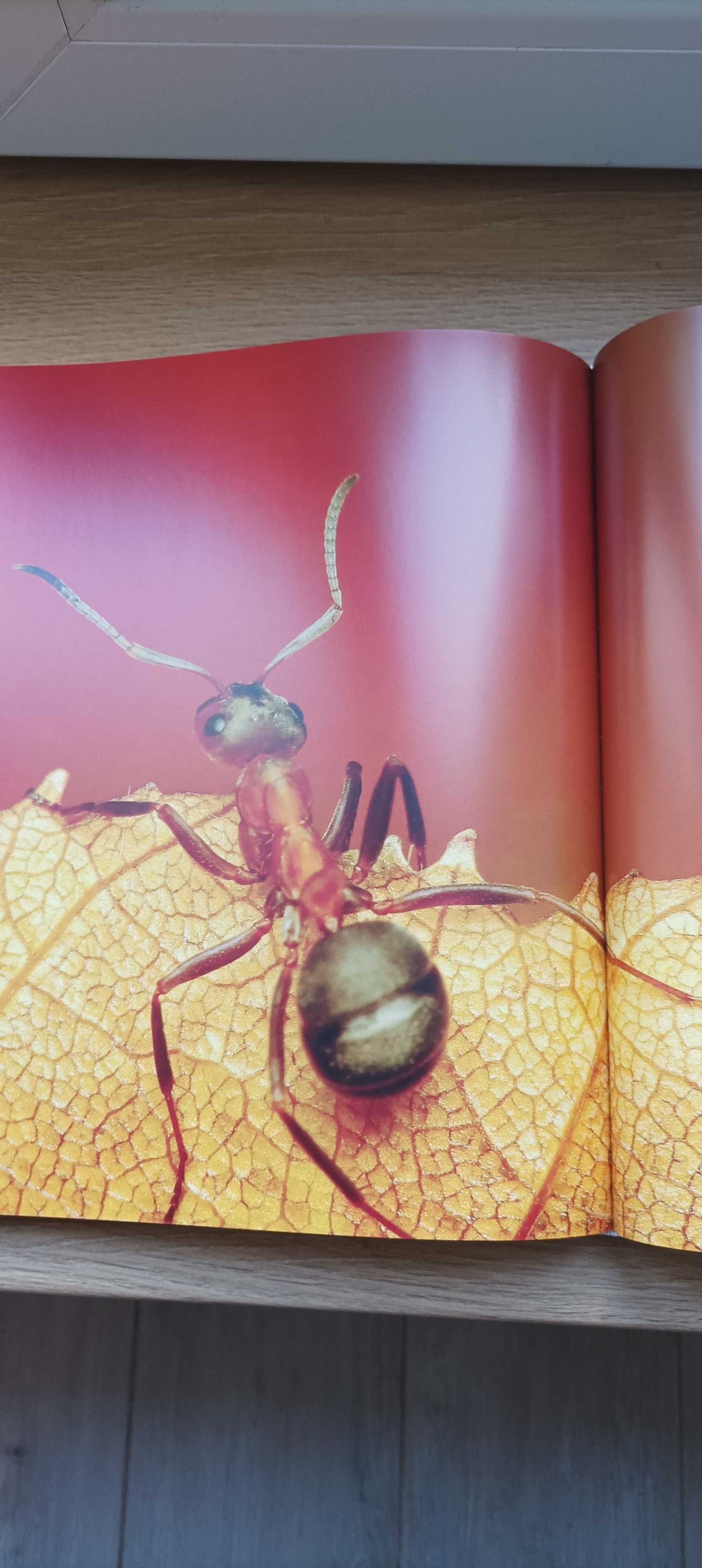 Album cztery oblicza polskiej przyrody