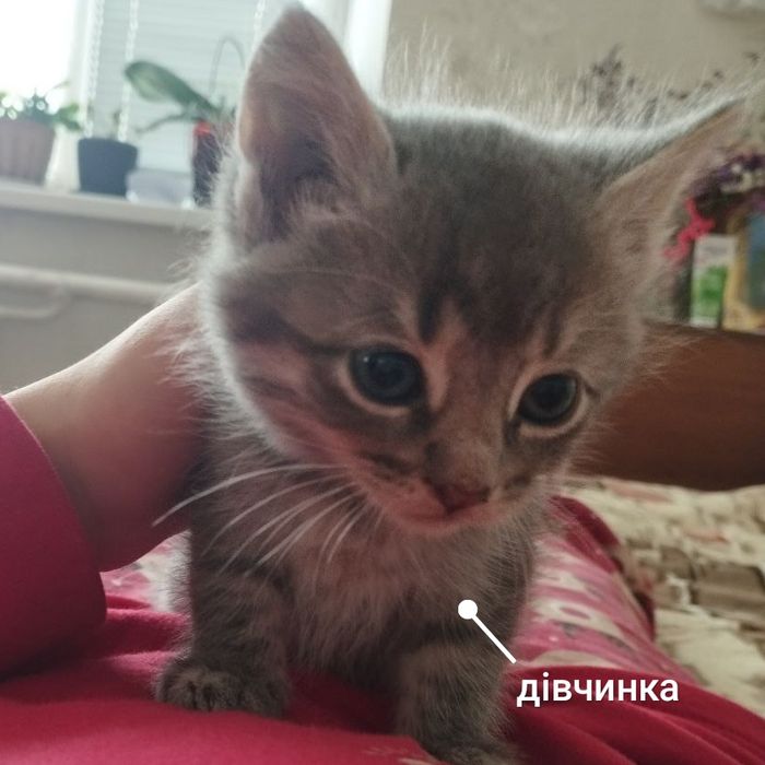 Кошеня-дівчинка - віддамо в добрі руки