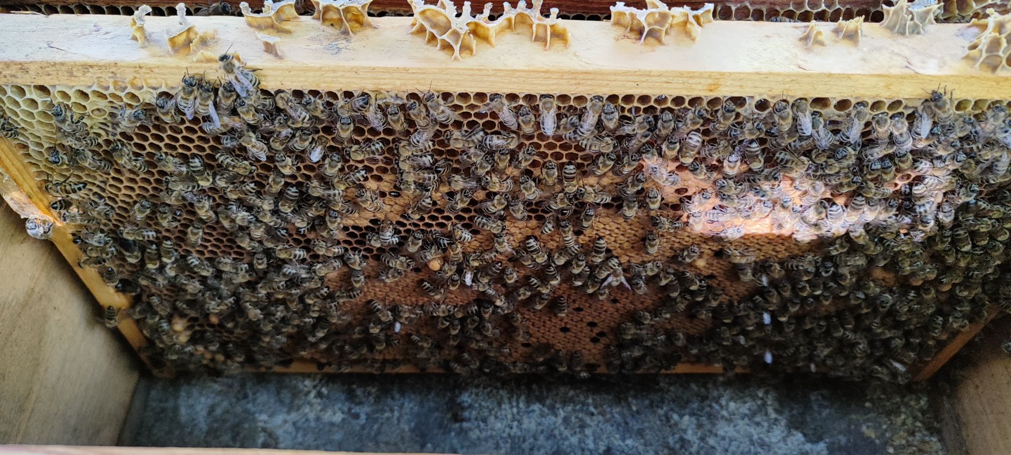 Бджолопакети (відводки)