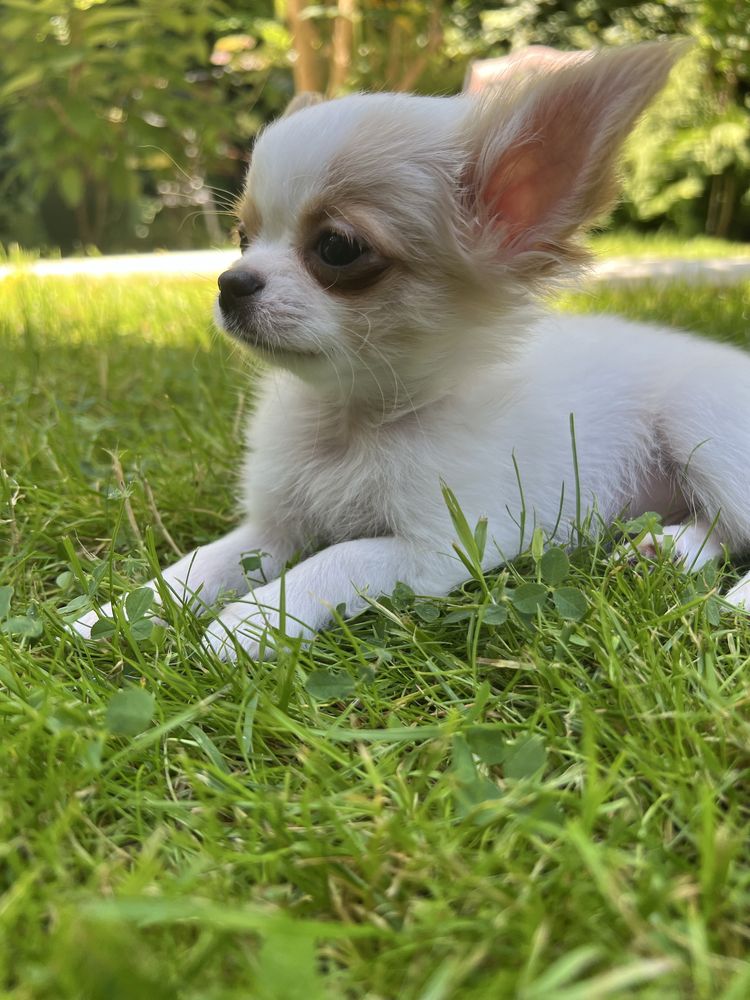 Mini chłopczyk chihuahua
