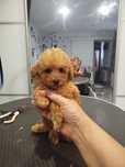 Pudel toy apricot sunia