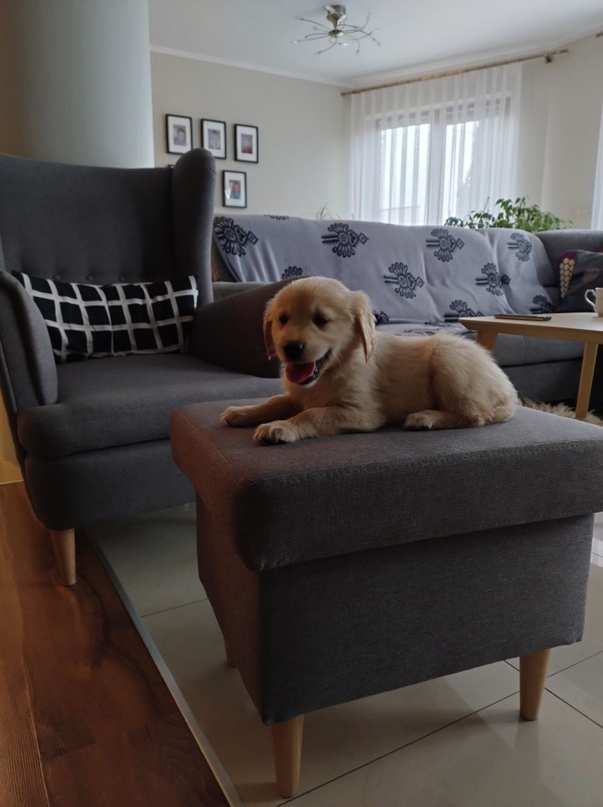 Szczeniak Golden Retriever biszkoptowe i zlote dla dzieci