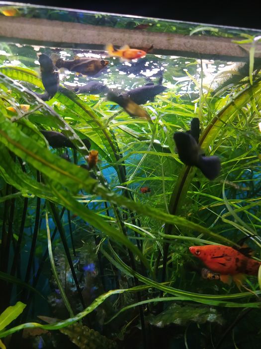 Акварімні рибки, рослини