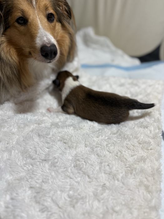 Owczarek Szetlandzki śniady piesek Hector