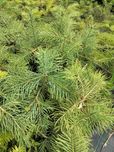 Jodła kalifornijska Abies concolor