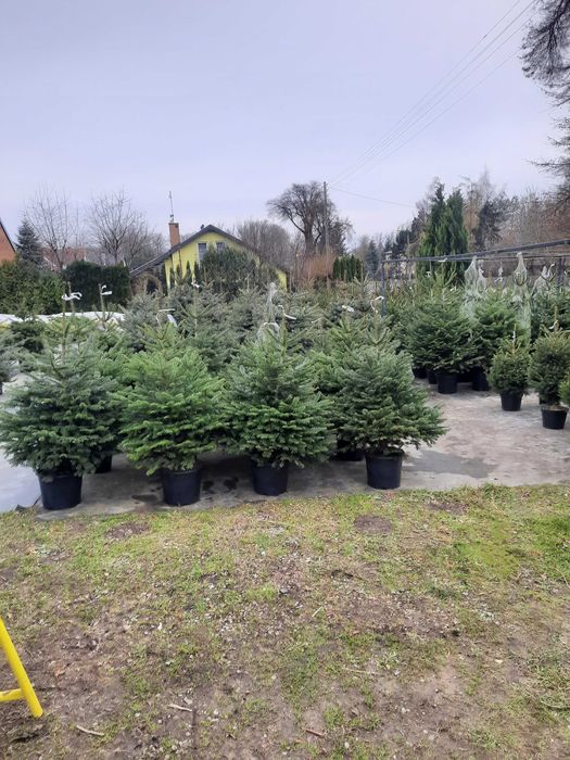 Choinki jodła kaukaska świerk srebrny pospolity cięta w donicy od 30zł