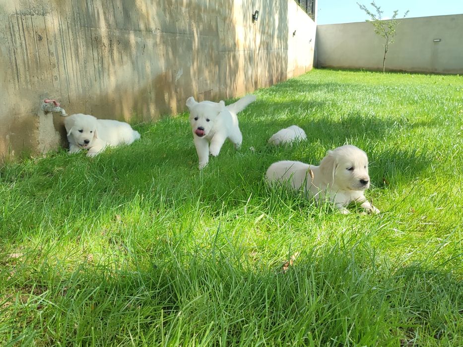 Golden retrivier com lop e afixo