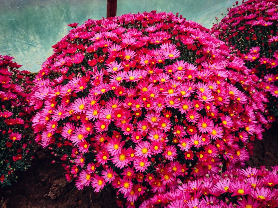 Chryzantemy drobnokwiatowe