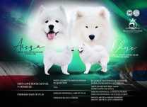 Samoyed Suczki ZKwP FCI