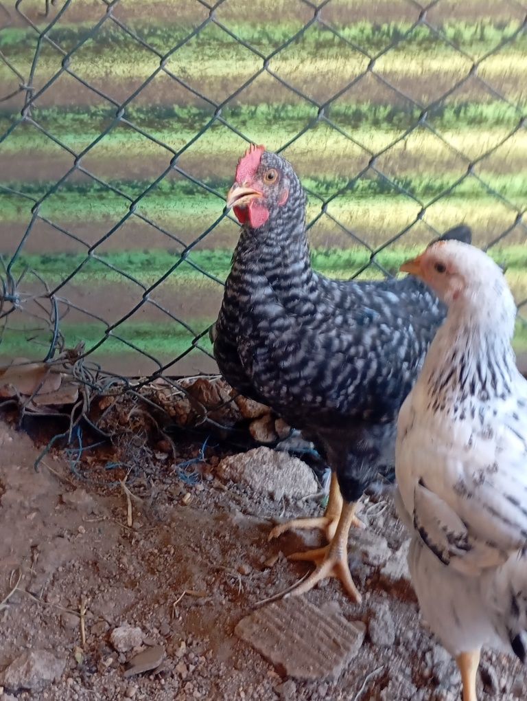 Galos de dois meses