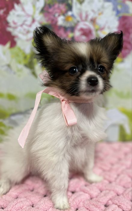 Девочка Папийон - Папильон.