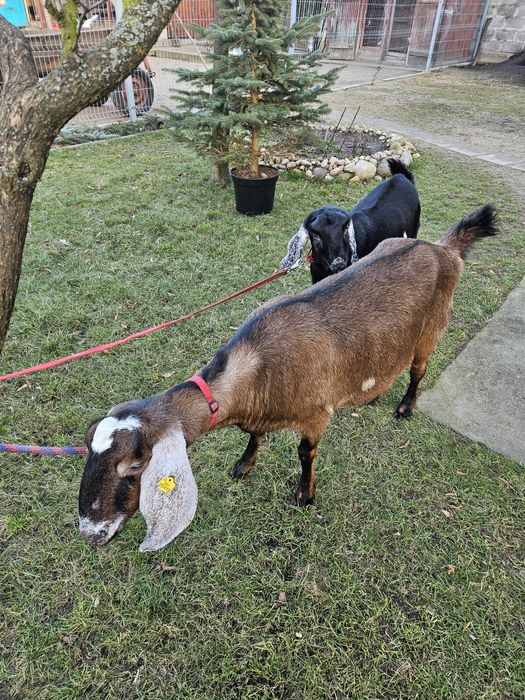 Kozy Anglonubijskie 100%AN z rodowodami.
