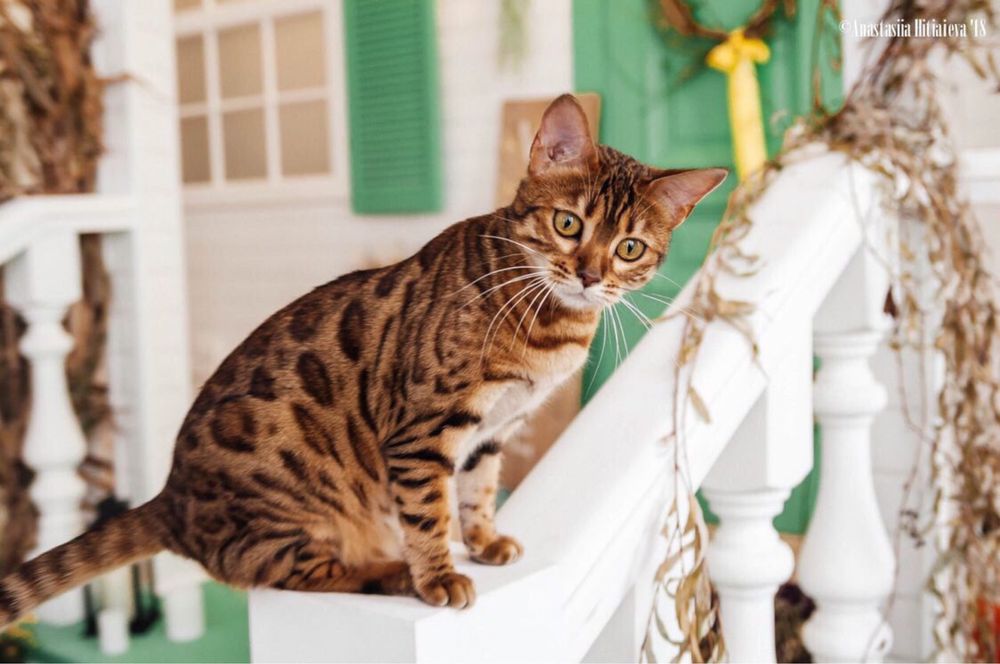 Бенгал, бенгальський котик