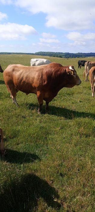 Byczki LM odsadki 10sztuk 8miesięcy