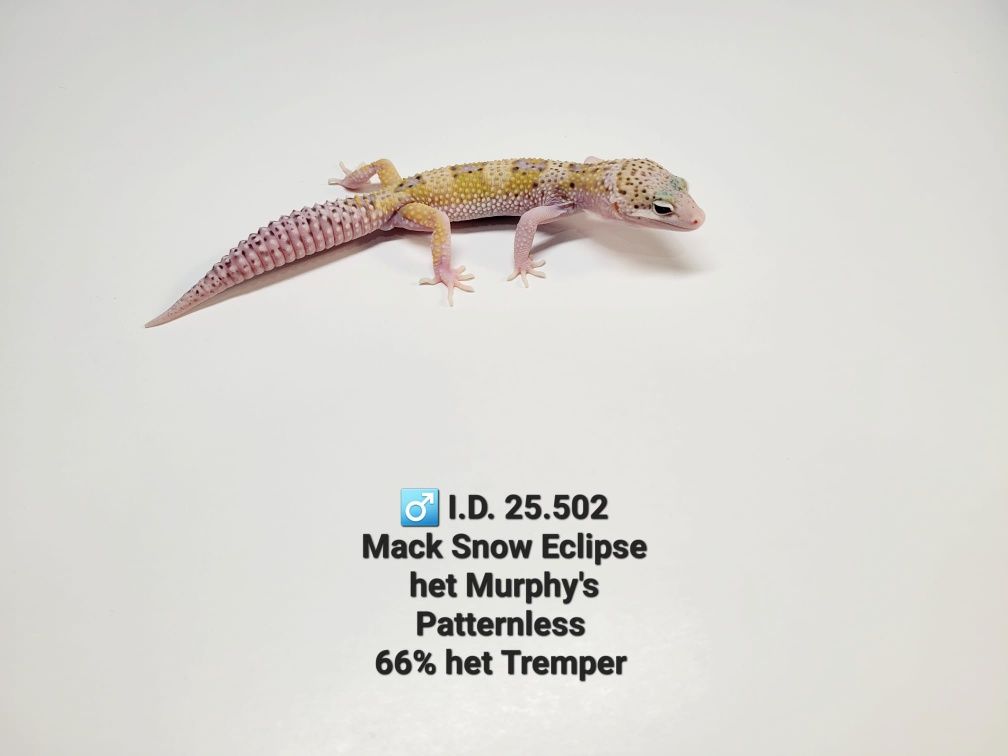 Gekony lamparcie