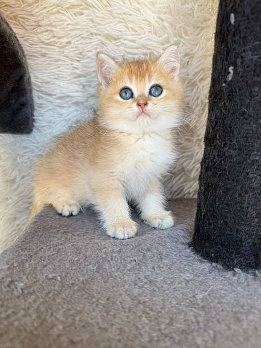 Macho British golden shorthair